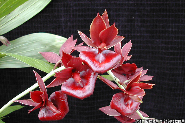 Фото орхидеи Catamodes Jumbo Rubytex