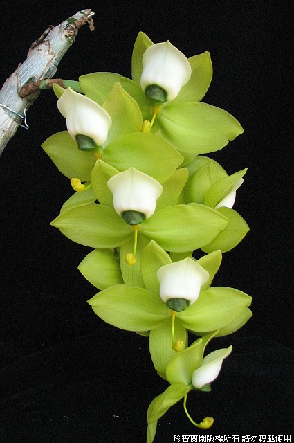 Фото орхидеи Cycnoches warscewiczii