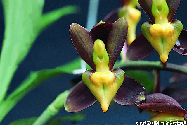 Фото орхидеи Catasetum tenebrosum 'St. Frences'