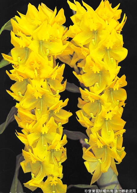 Фото орхидеи Cycnoches herrenhusanum 'Jumbo Gold'