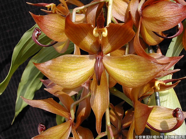 Фото орхидеи Cycnoches cooperi 'Jumbo NO3'
