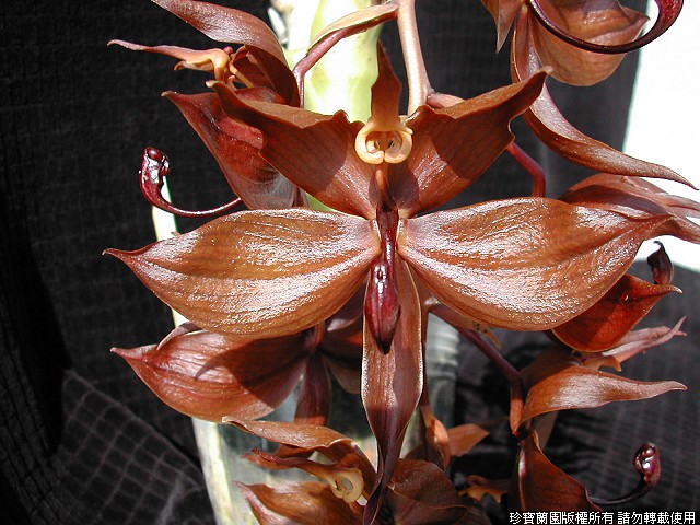 Фото орхидеи Cycnoches cooperi 'Jumbo NO1'