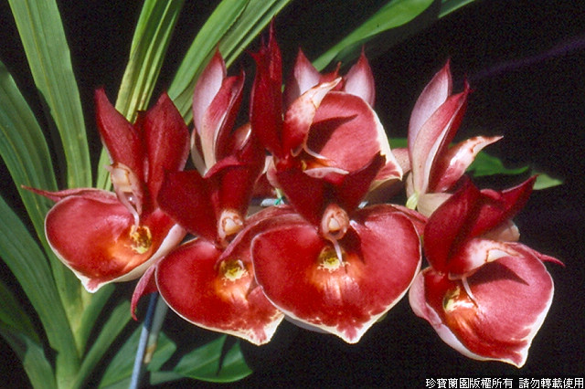 Фото орхидеи Catasetum Penang 'Jumbo Sweet Heart'