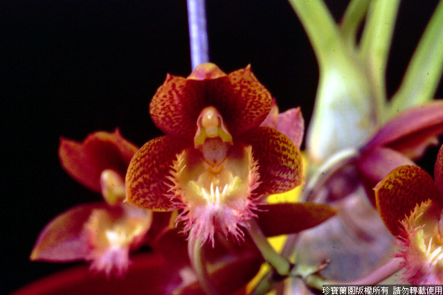 Фото орхидеи Clowesetum Jumbo Eden