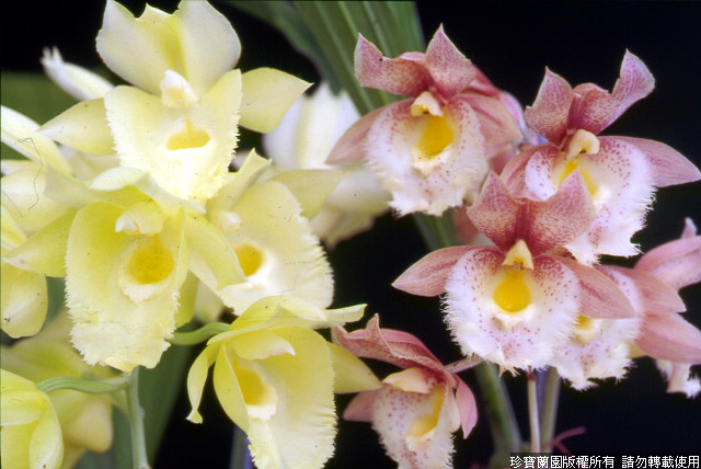 Фото орхидеи Clowesetum Jumbo Glory 'Jumbo Orchids'