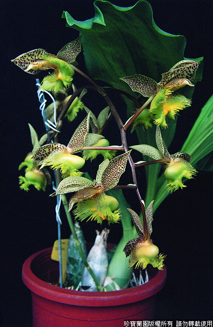 Фото орхидеи Catasetum fimbriatum 'Golden Horizon'