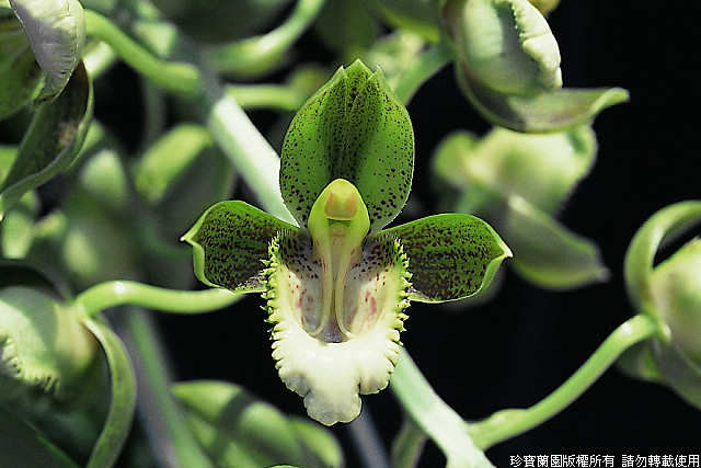 Фото орхидеи Catasetum atratum 'Polar Cap'