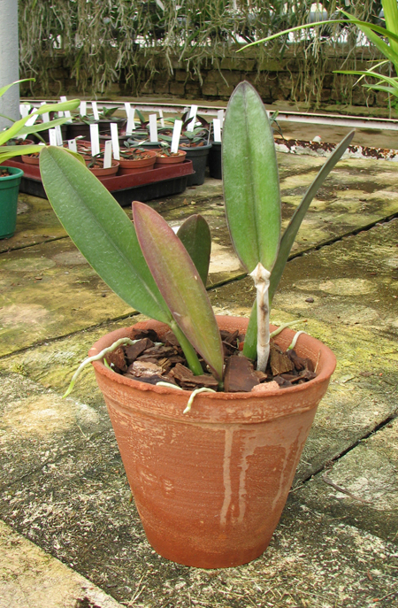 Rhyncholaelia Aristocrat (Rhyncholaelia glauca x Rhyncholaelia digbyana).jpg