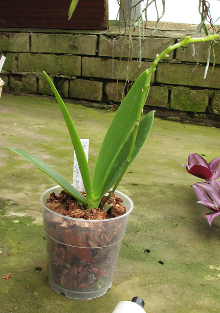 Doritaenopsis Kenneth Schubert x Doritaenopsis Purple Martin x Doritis pulcherrima 'Blue'.jpg