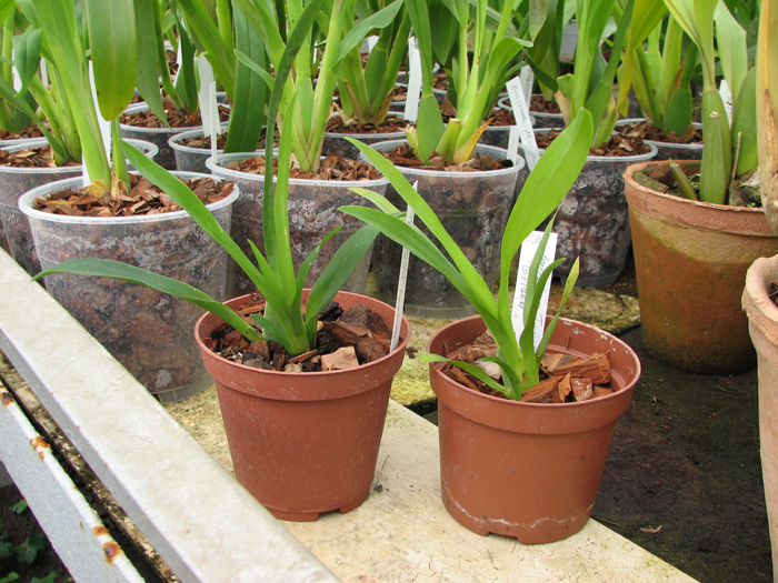 Oncidium Twinkle.jpg