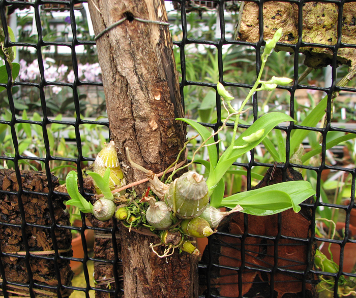 Dendrobium delacourii.jpg