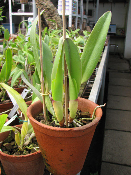 Potinara Little Toshie 'Yellow Rose' (#37).jpg