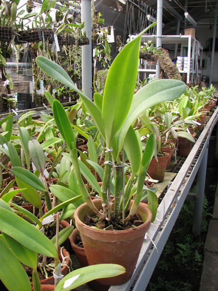 Laeliocattleya Azul Madoka 'Hsinying Blue Star'.jpg