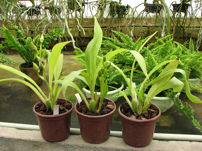 Zygopetalum Barbel Hohn.jpg