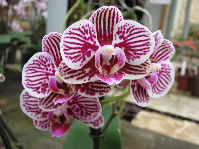 Phalaenopsis Taida King's Caroline 'Taida Little Zebra'.jpg
