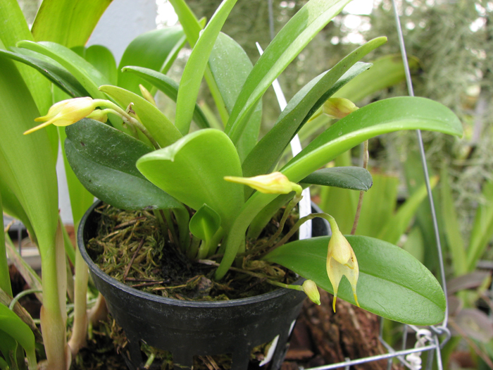 Masdevallia floribunda.jpg