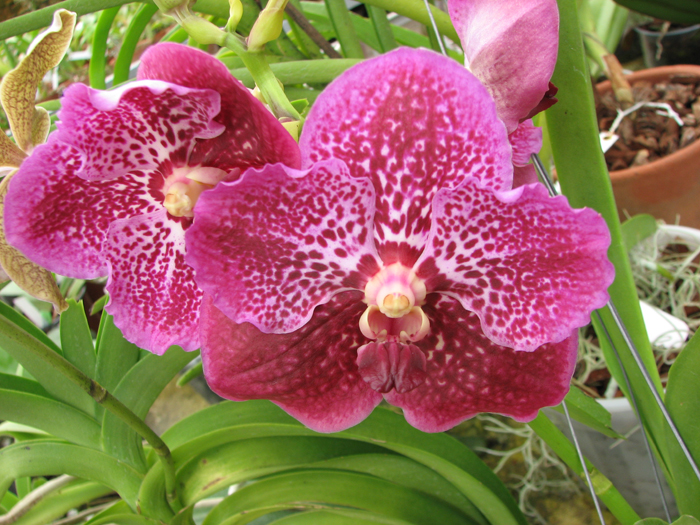 Vanda Fuchs Delight x Vanda Bitz's Heartthrob.jpg