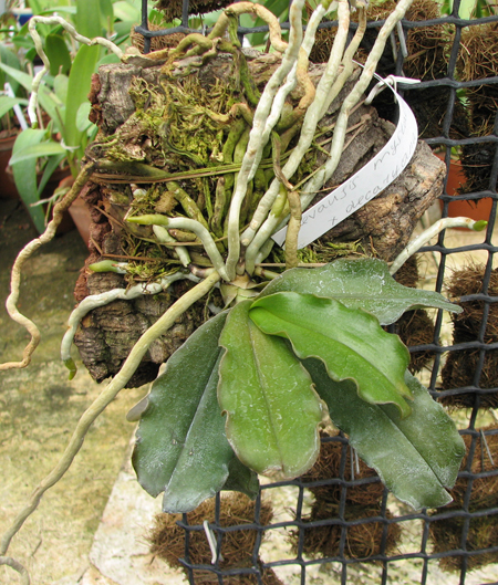 Aerangis mystacidii x decaryana.jpg