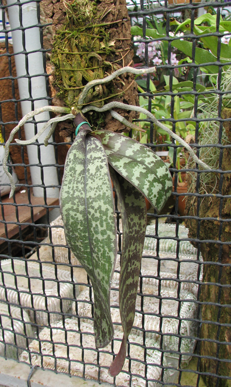 Phalaenopsis schilleriana.jpg