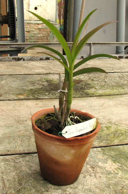 Dendrobium Supanburi Fancy.jpg