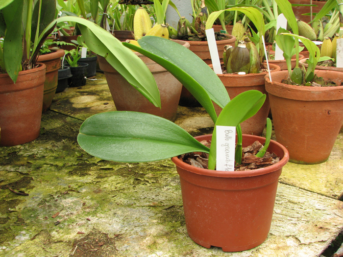 Bulbophyllum grandiflorum.jpg