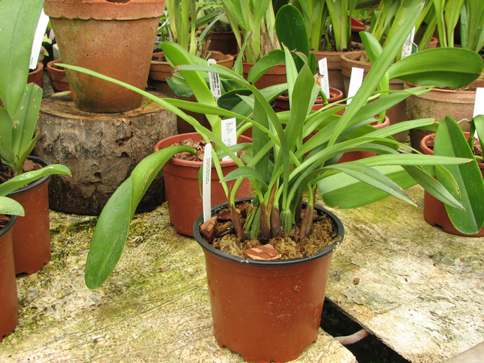 Maxillaria schunkeana.jpg