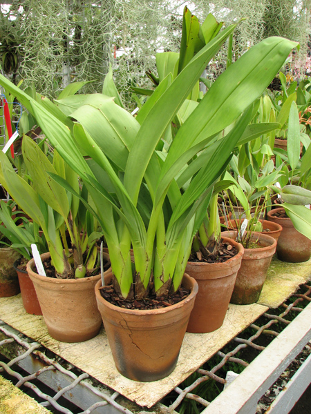 Maxillaria grandiflora.jpg