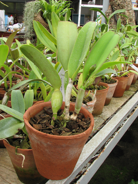Laeliocattleya Sakura Candy.jpg