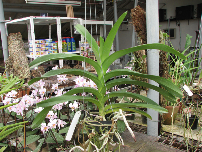 Renanthera philippinensis x Vanda Doctor Anek.jpg