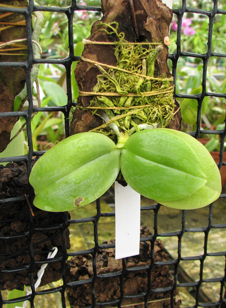 Phalaenopsis modesta.jpg