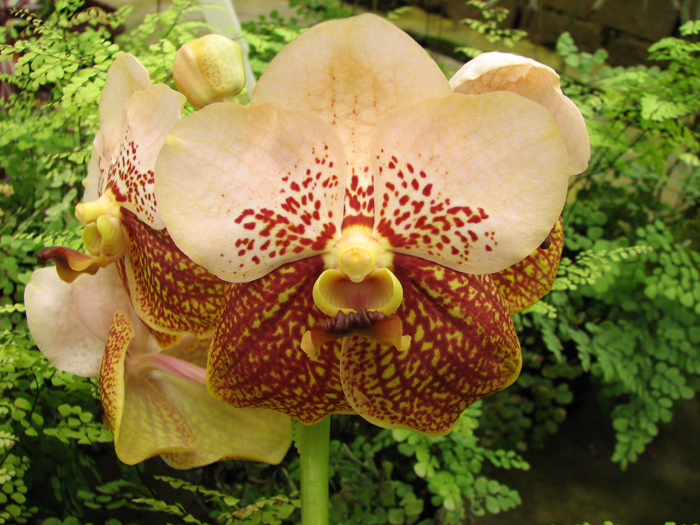 Vanda Sumon Spot x Ascocenda Phairot x Vanda sanderiana.jpg