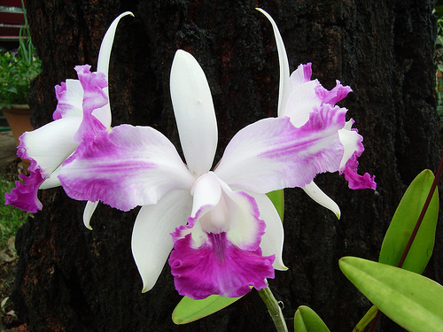 Cattleya intermedia var aquinii.jpg