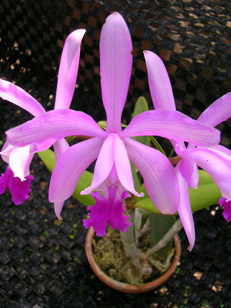 Cattleya intermedia.JPG