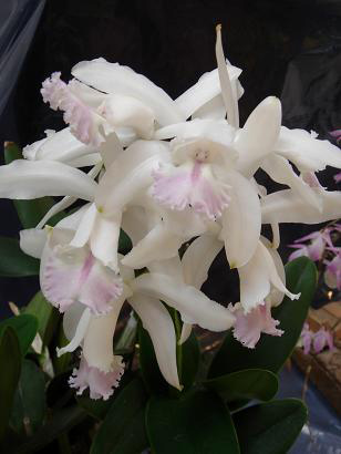 Cattleya intermedia var amethystina.JPG