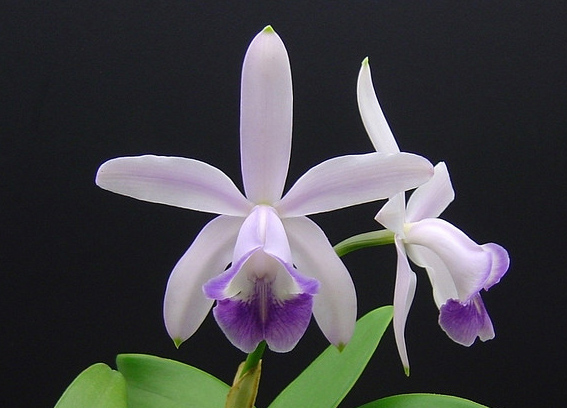 Cattleya intermedia var caerulea.jpg