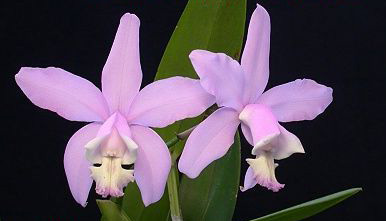 Cattleya harrisoniae var concolor.jpg