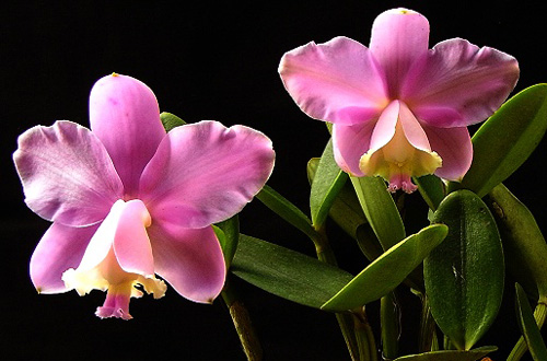 Cattleya loddigesii var Carina.jpg