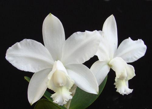 Cattleya loddigesii var alba.jpg