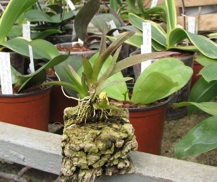 Oncidium (Tolumnea) Mix.jpg