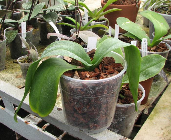 Doritaenopsis Acker's Sweetie 'Dragon Tree Maple'.JPG