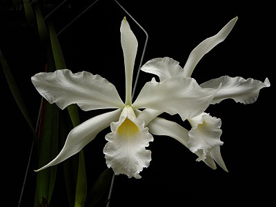 Laelia purpurata var alba.jpg