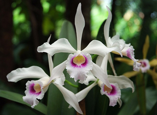 Laelia purpurata var anellata.jpg