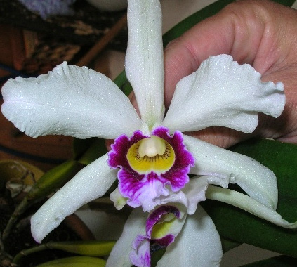 Laelia purpurata var aurea.jpg