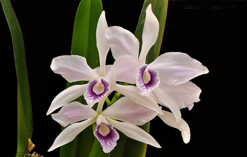 Laelia purpurata var caerulea.jpg