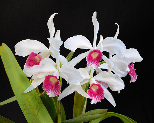 Laelia purpurata var carnea.jpg