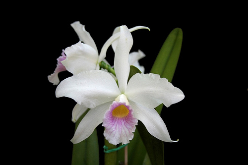 Laelia purpurata var delicata.jpg