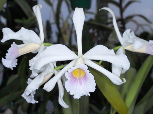 Laelia purpurata var russelliana.jpg