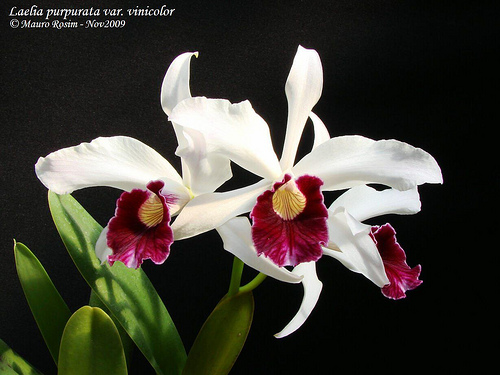 Laelia purpurata var Seideliana.jpg