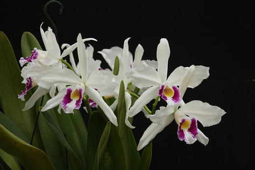 Laelia purpurata var semi-oculata.jpg