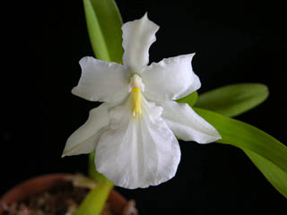Miltonia spectabilis var alba.jpg